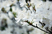 Rhododendron obtusum, white