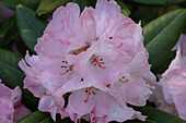 Rhododendron, rosa