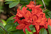 Rhododendron luteum, red