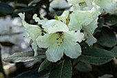 Rhododendron yakushimanum 'Flava Rosea'
