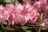 Rhododendron yakushimanum 'Marlis'