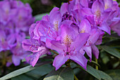 Rhododendron, violett