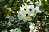 Rhododendron, white