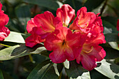 Rhododendron, rot-gelb