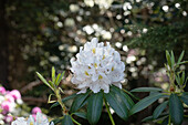 Rhododendron, white