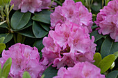 Rhododendron, pink