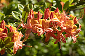 Rhododendron 'Coccinea'