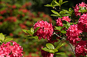 Rhododendron luteum, pink