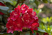 Rhododendron, red