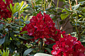 Rhododendron, red