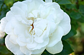 Shrub rose, white