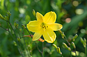 Hemerocallis, gelb