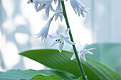 Hosta sieboldiana, weiß