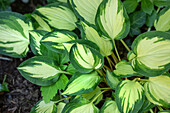 Hosta, grün-weiß