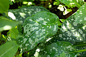 Pulmonaria