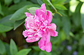 Paeonia lactiflora, rosa