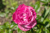 Edelrose, magenta