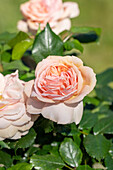 Bedding rose, cream white