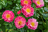 Rosa 'Schneewalzer®'