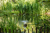 Pond in the garden