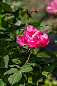 Rose, pink
