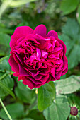 Englische Rose, rot