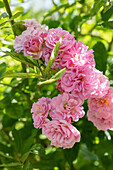 Rosa 'Rosendorf Steinfurth'