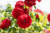 Climbing rose, red