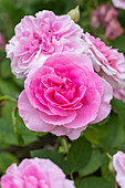 Rosa 'Gertrude Jekyll'