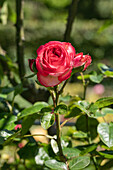 Climbing rose, bicoloured