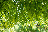 Sophora japonica