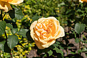 Rosa 'Valencia 89'