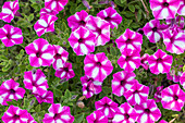 Petunia x atkinsiana, pink-weiß