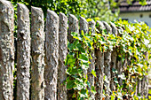 Wooden fence with ivy