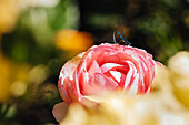 Rose with dragonfly