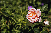 Strauchrose, rosa