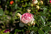 Rosa 'Paul Ricard'