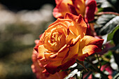 Rosa 'Gartenspaß'