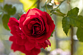 Climbing rose, red