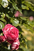 Edelrose, pink