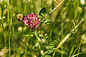 Bumblebee on clover flower