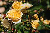 English rose, yellow