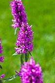 Stachys monnieri 'Hummelo'