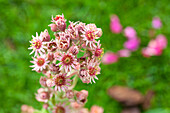 Sempervivum