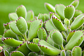 Kalanchoe tomentosa