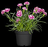 Dianthus caryophyllus, red-white