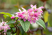 Deutzia magnifica 'Tourbillon Rouge'