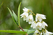 Deutzia scabra