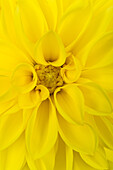 Dahlia, yellow