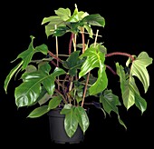 Philodendron squamiferum